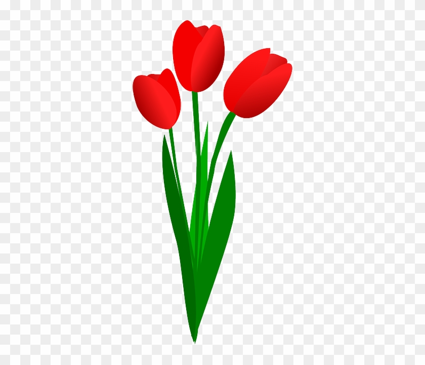 Three Tulips, Flowers, Red, Spring, Blossom, Blooming, - Red Tulip Clip Art #414558