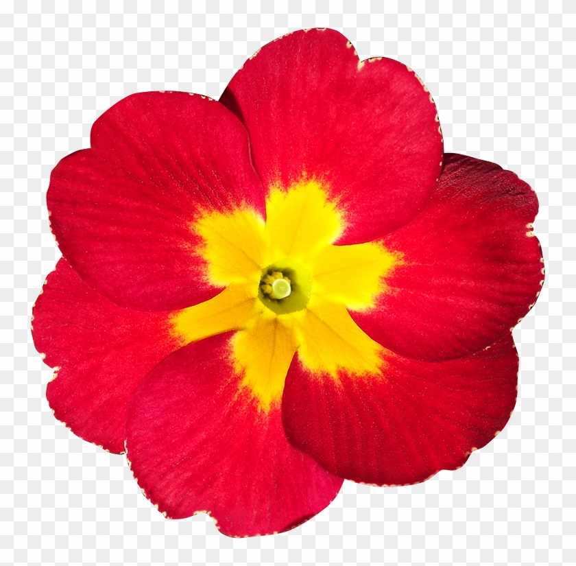 Fleur Detouree Photo - Primula Png #414569
