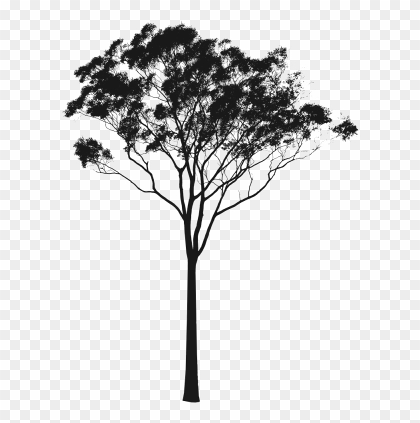 Pin Tree Silhouette Clip Art - Gum Tree Silhouette #415039