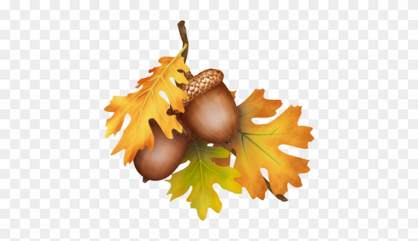 Gem's Cottage Blog Â» Blog Archive » Week - Oak Leaves With Acorns #415187