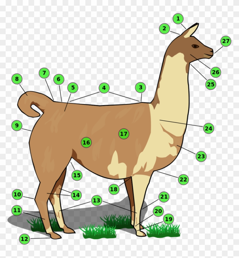 Llama Body Parts #415228