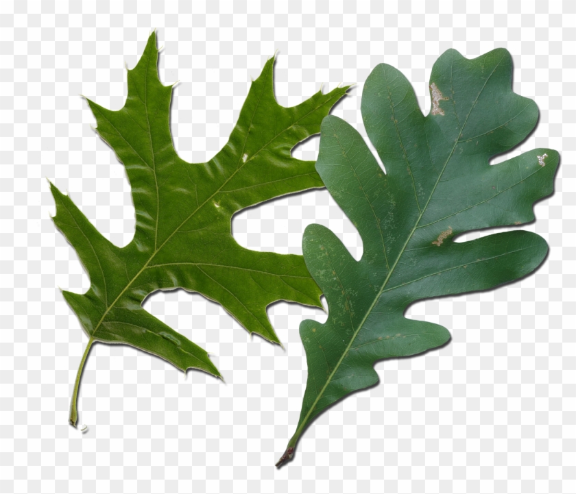 Oak Leaves - White Oak And Red Oak Leaves #415429