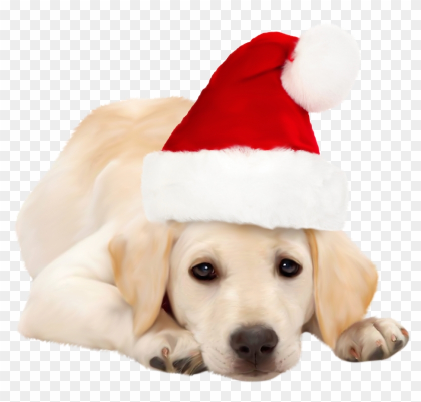 Dog With Santa Hat Png Clipart Best Web Clipart Dog - Golden Retriever Funny Animated Gifs #415681