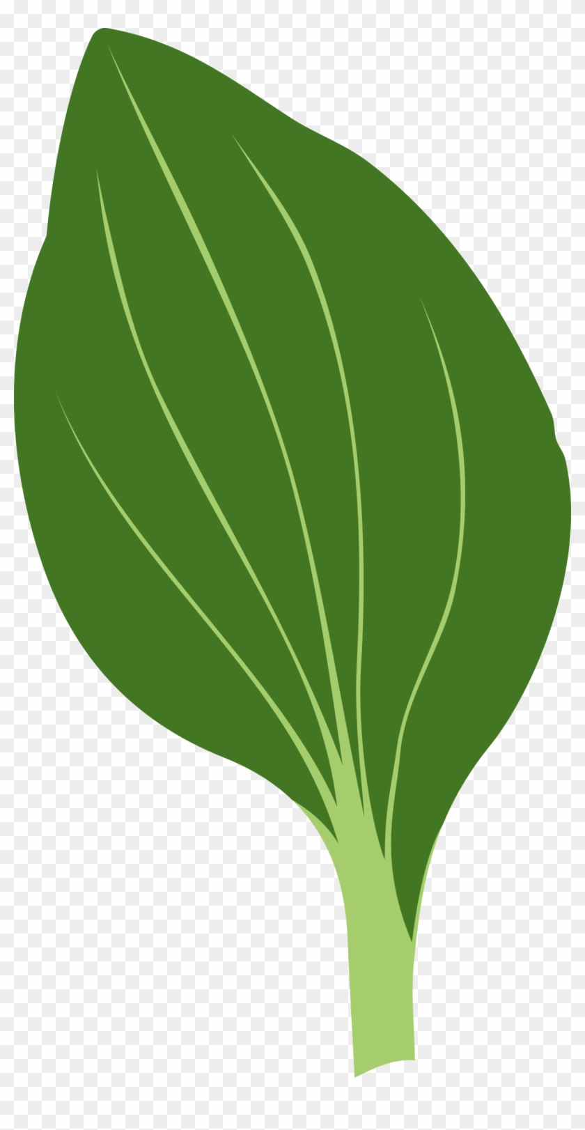 Clipart - - Drawing Of Green Leaves #416234