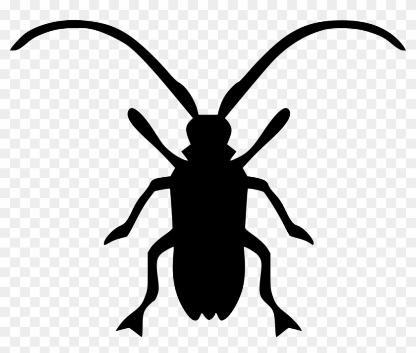 Asian Longhorned Beetle Beatle Comments - Longhorn Beetle #416328