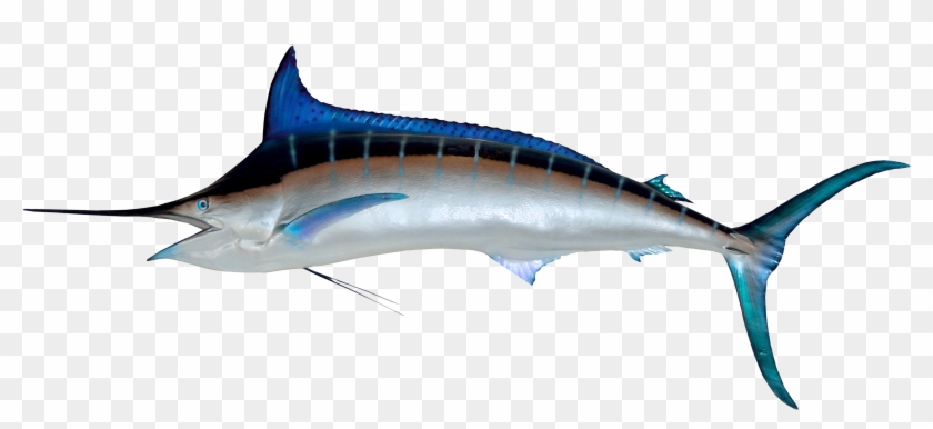 3550 X 1938 - Swordfish Png #416374