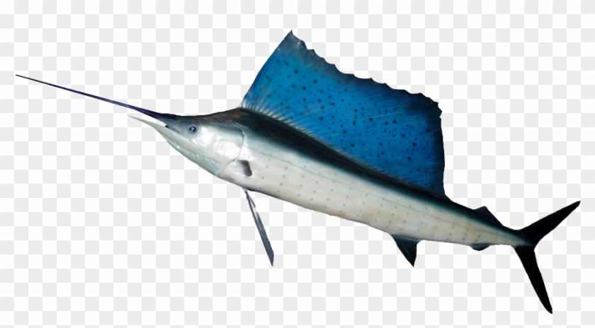 Ocean Fish Png Hd - Fish With Long Dorsal Fin #416382