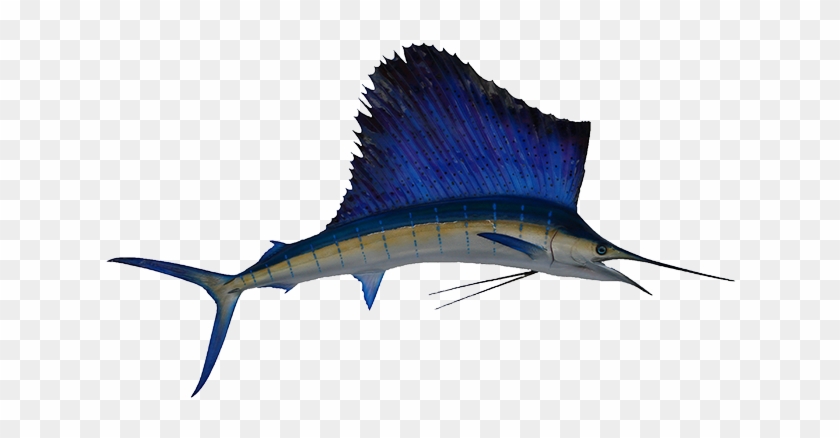 Sailfish Mount - Swordfish Mount #416385