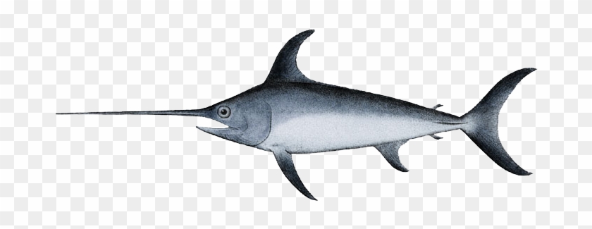 Swordfish - Xiphias Gladius - Swordfish Png #416453