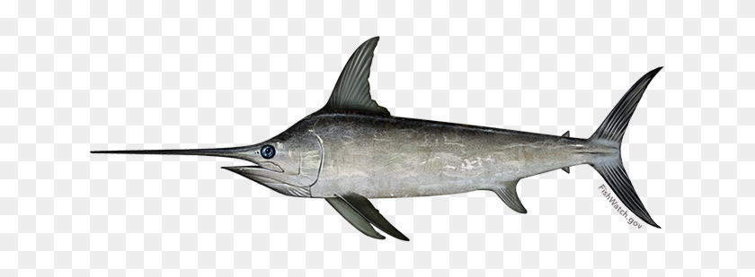 North Atlantic Swordfish 1 - Sabljarka Riba #416476