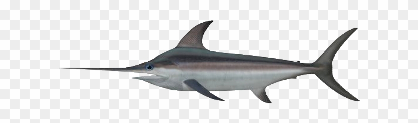 Swordfish - Swordfish #416485