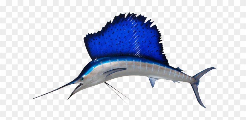 Sailfish Mount - Fish With Big Fins #416541