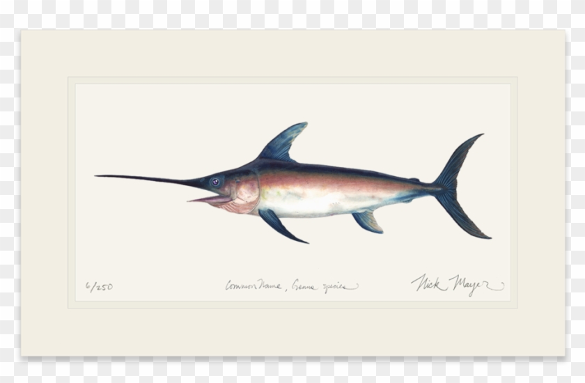 Swordfish - Atlantic Blue Marlin #416563