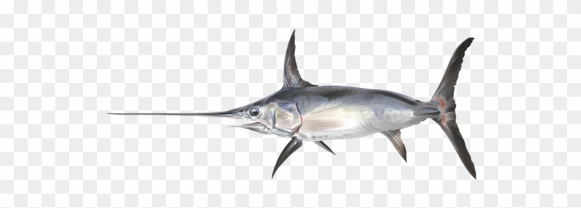 Pez Espada - Atlantic Blue Marlin #416600