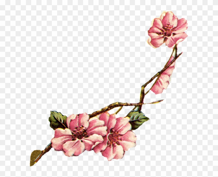 Vintage Cherry Cliparts - Vintage Botanical Cherry Blossom #417193