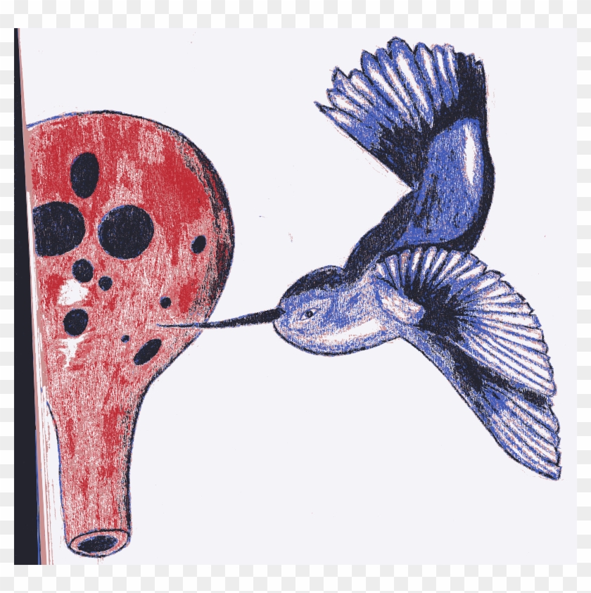 Free Hummingbird - Hummingbird #417284