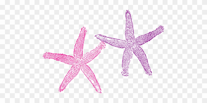 Starfish Purple Pink Sea Tropical Beach Cr - Transparent Background Starfish Png #417291
