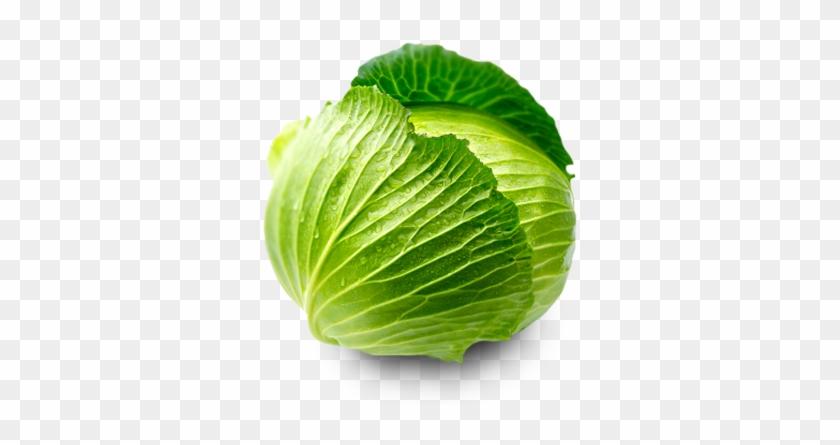 Cabbage Png Clipart - Cabbage Png #417564
