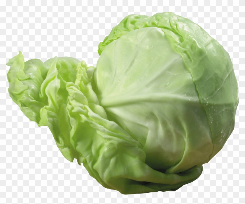 Cabbage Transparent Background #417565