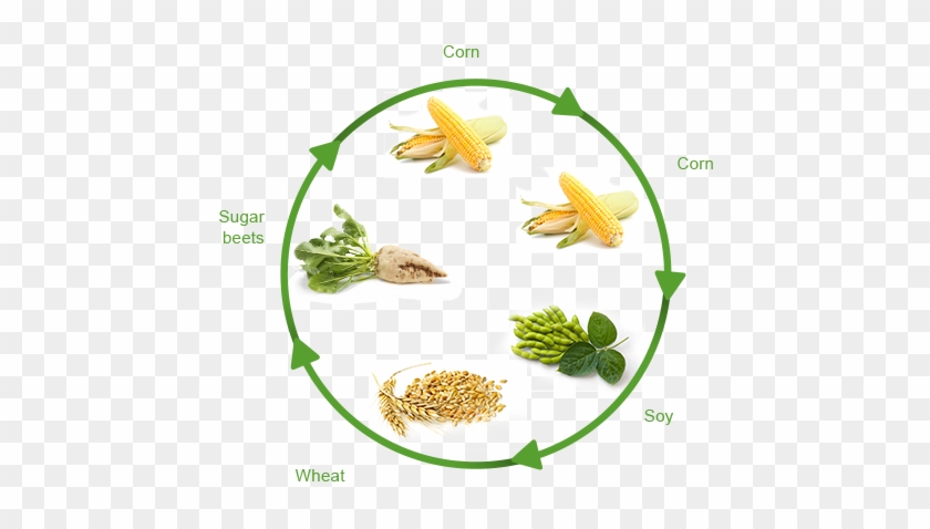 Crop Production - - Crop Rotation With Wheat #417582