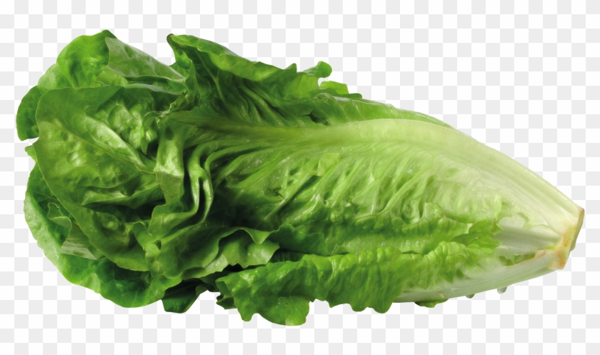 Lettuce Clipart Transparent - Transparent Background Lettuce Png #417588