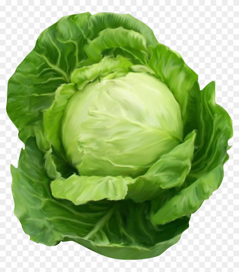 Cabbage Png #417620