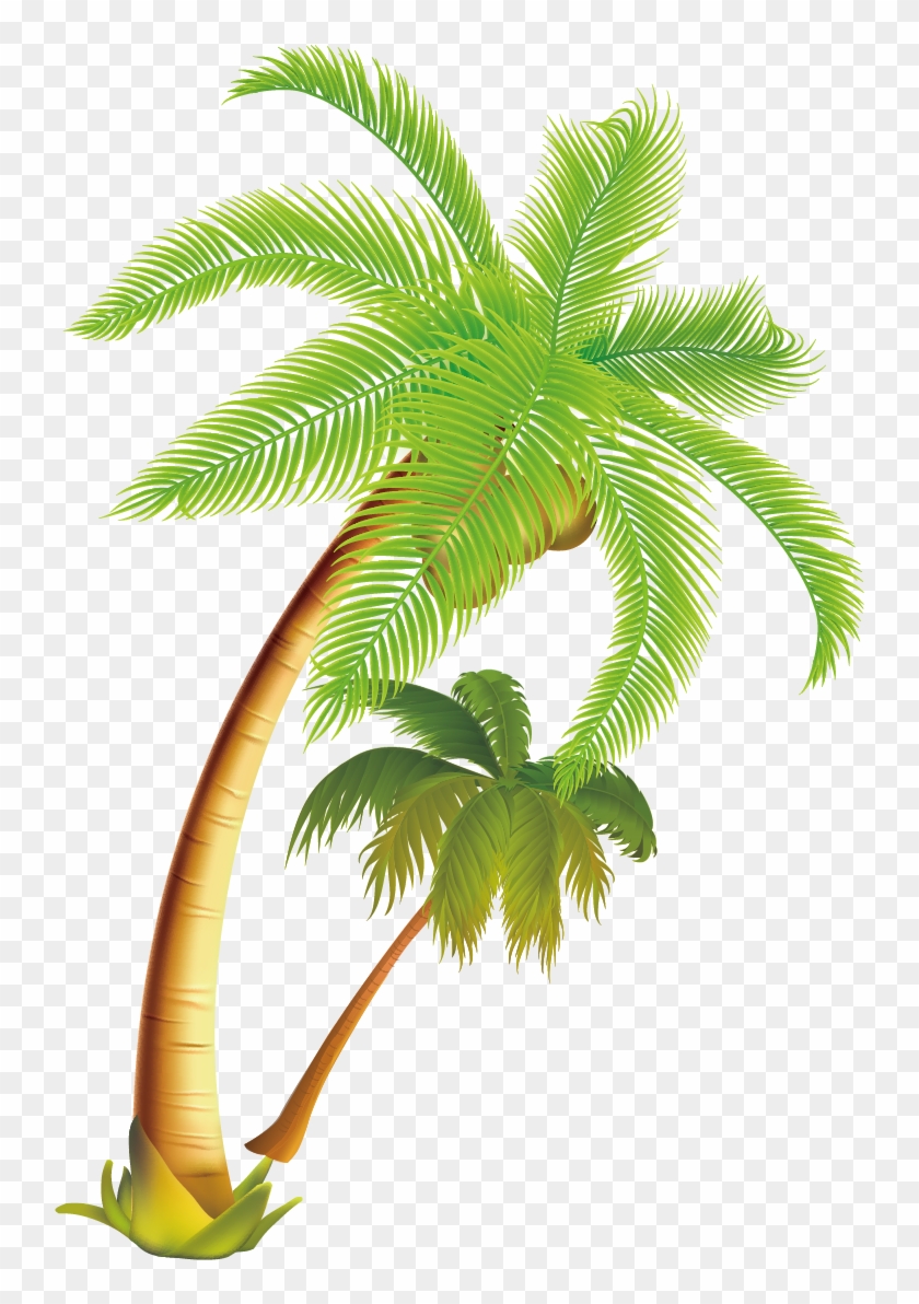 Arecaceae Coconut Tree - Coconut Tree Vector Png #417711