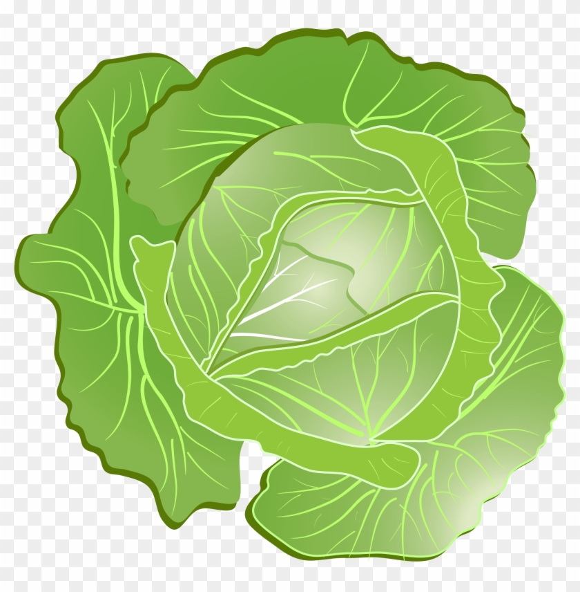 Cartoon Cabbage Png Clipart - Cabbage Clipart #417714