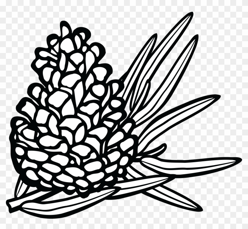 Free Clipart Of A Pinecone - Coniferous Clipart Black And White #417745