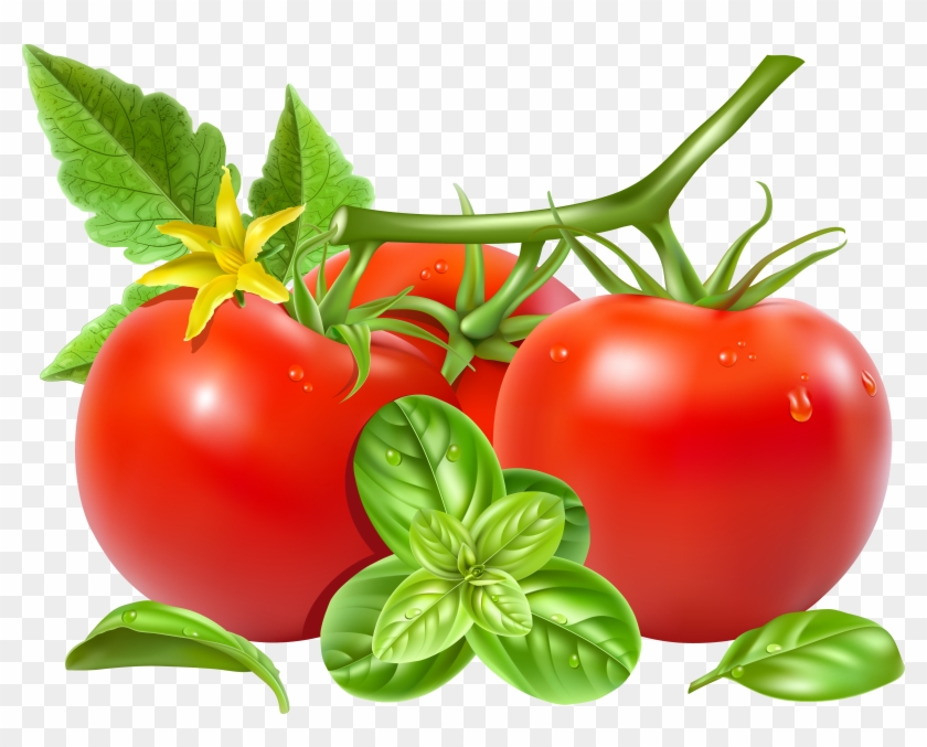 San Marzano Tomato Royalty-free Vegetable Clip Art - Vector Tomato #417786