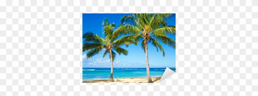 Vinilo Pixerstick Palmeras En La Playa En Hawai • Pixers® - Playas Hawai Palmeras #417785