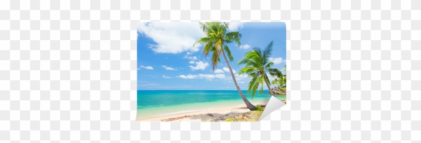 Fotomural Playa Tropical Con Palmeras De Coco • Pixers® - Palmera De Coco Playa #417788
