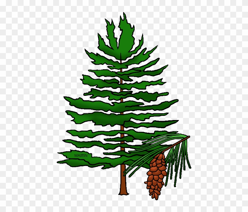 State Tree Of Idaho - North Carolina State Tree #417797