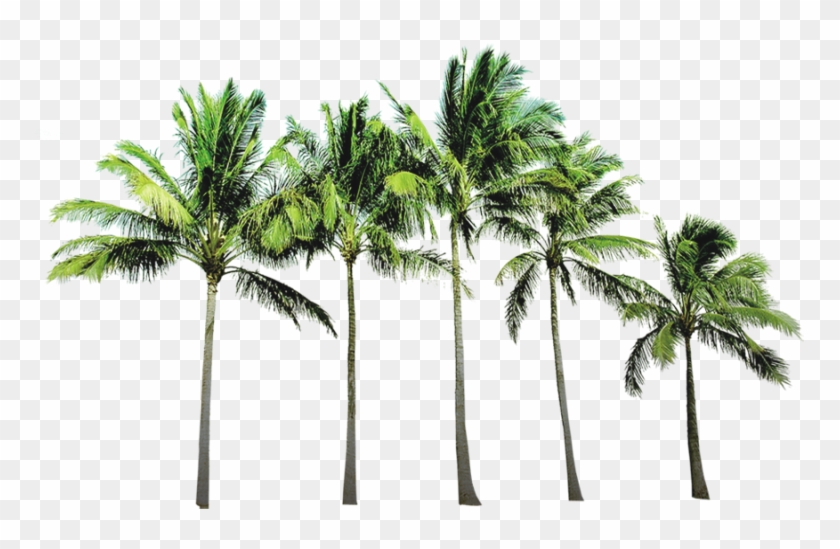 Arecaceae Beach Wallpaper - Tropical Paradise Twin Duvet #417963