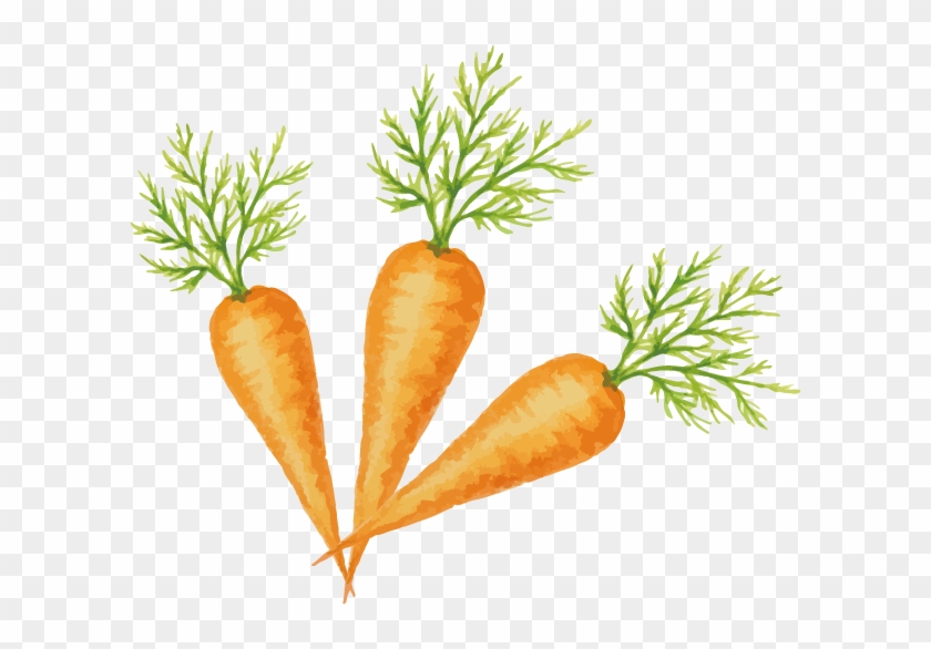 Carrot Vegetable Fruit - Carrot #418074