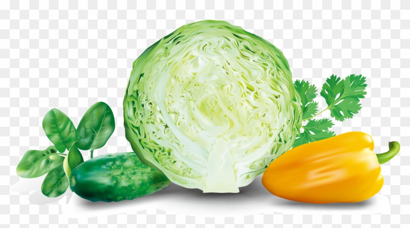 Cabbage Malfouf Salad Euclidean Vector Vegetable - Cabbage Malfouf Salad Euclidean Vector Vegetable #418168