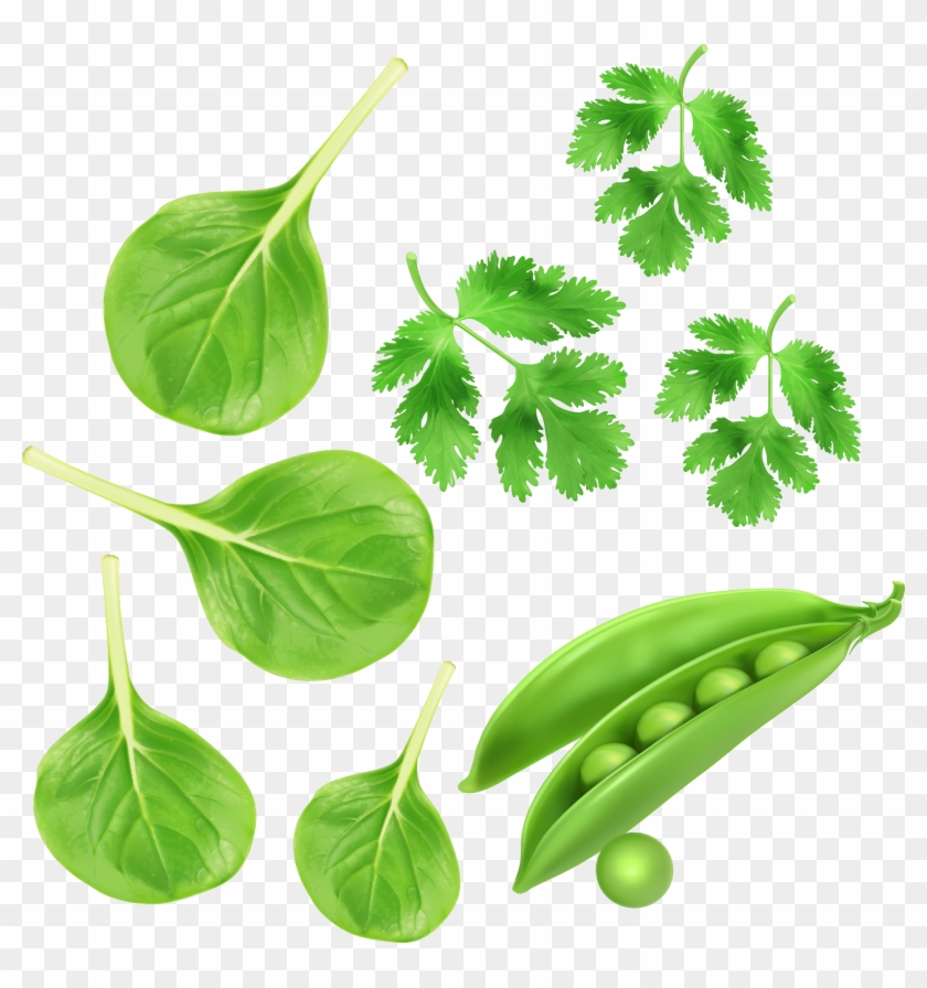 Green Vegetables, Parsley Peas Vector Vegetables - Vegetable #418299