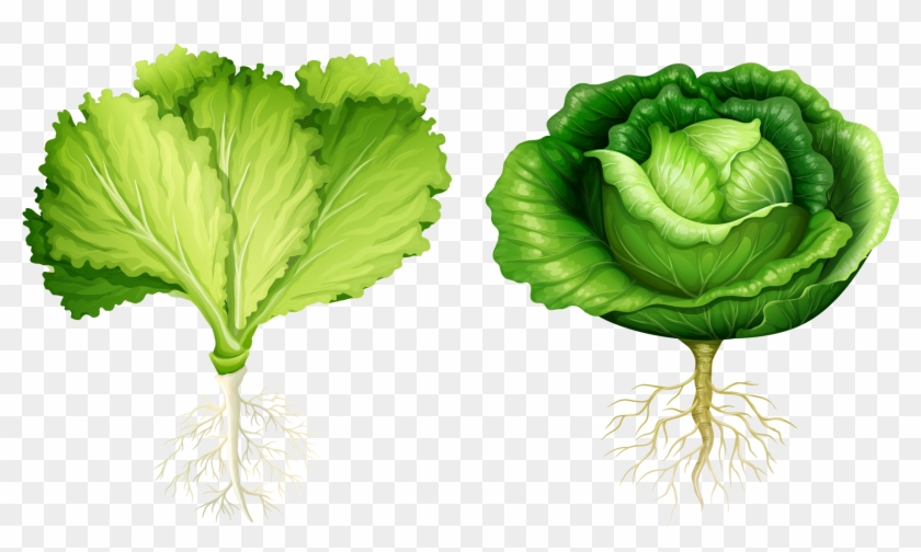 Lettuce Root Vegetable Illustration - Start With Letter V #418396