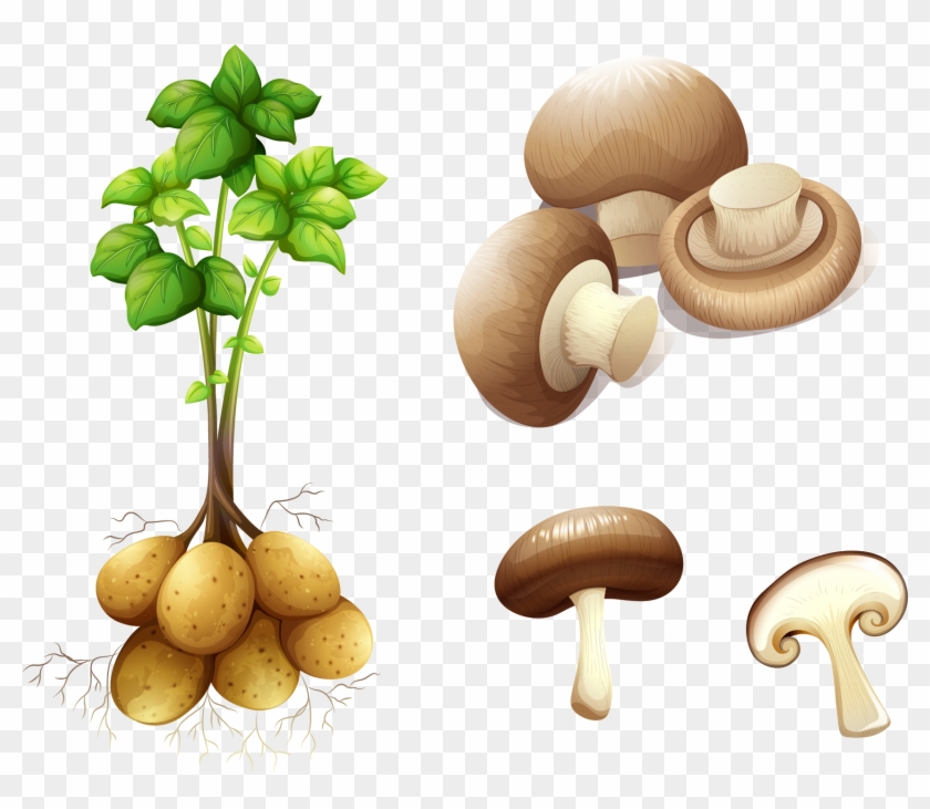 Potato Plant Stem Royalty-free Clip Art - Potato Plant #418400