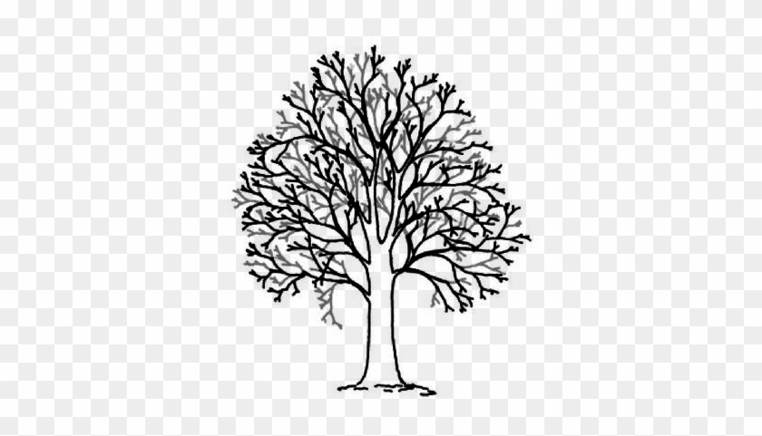 Quality Tree Experts - Structure Of A Tree #418569