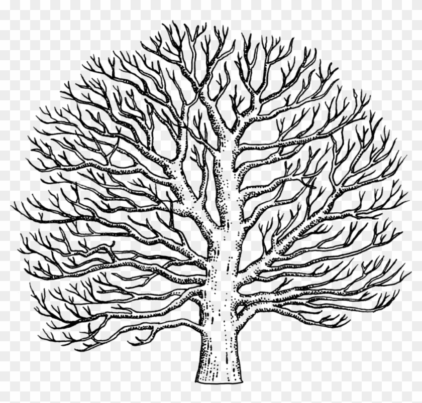 Sycamore Tree Drawing - Easy To Draw Sycamore Tree #418583