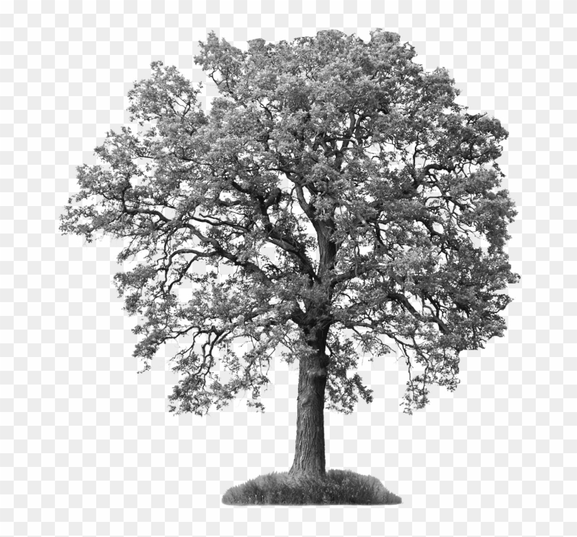 Drawn Tree Ash Tree - Introduction To General, Organic And Biochemistry [book] #418601