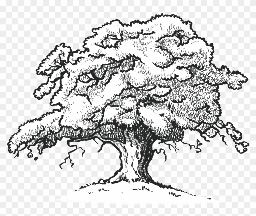 The Old Oak Tree Edenbray - Scarlet Oak Tree Drawing #418613