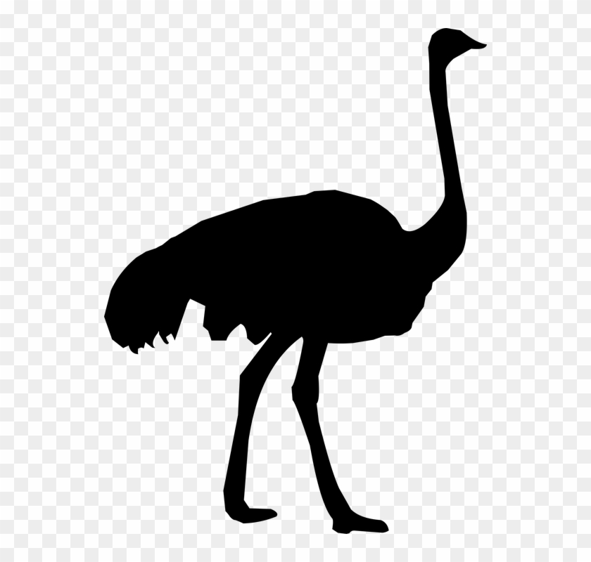 Download Animals Ostrich Png Transparent Images Transparent - Ostrich Silhouette #418739