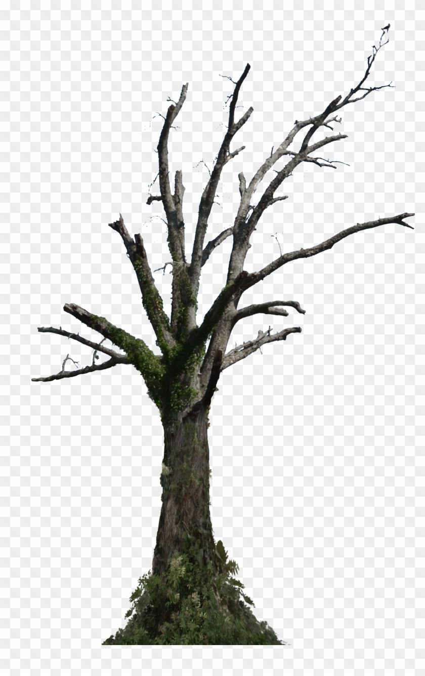 Dead Tree Png Stock Photo 0098 With Ivy By Annamae22 - Dead Tree Png #418762