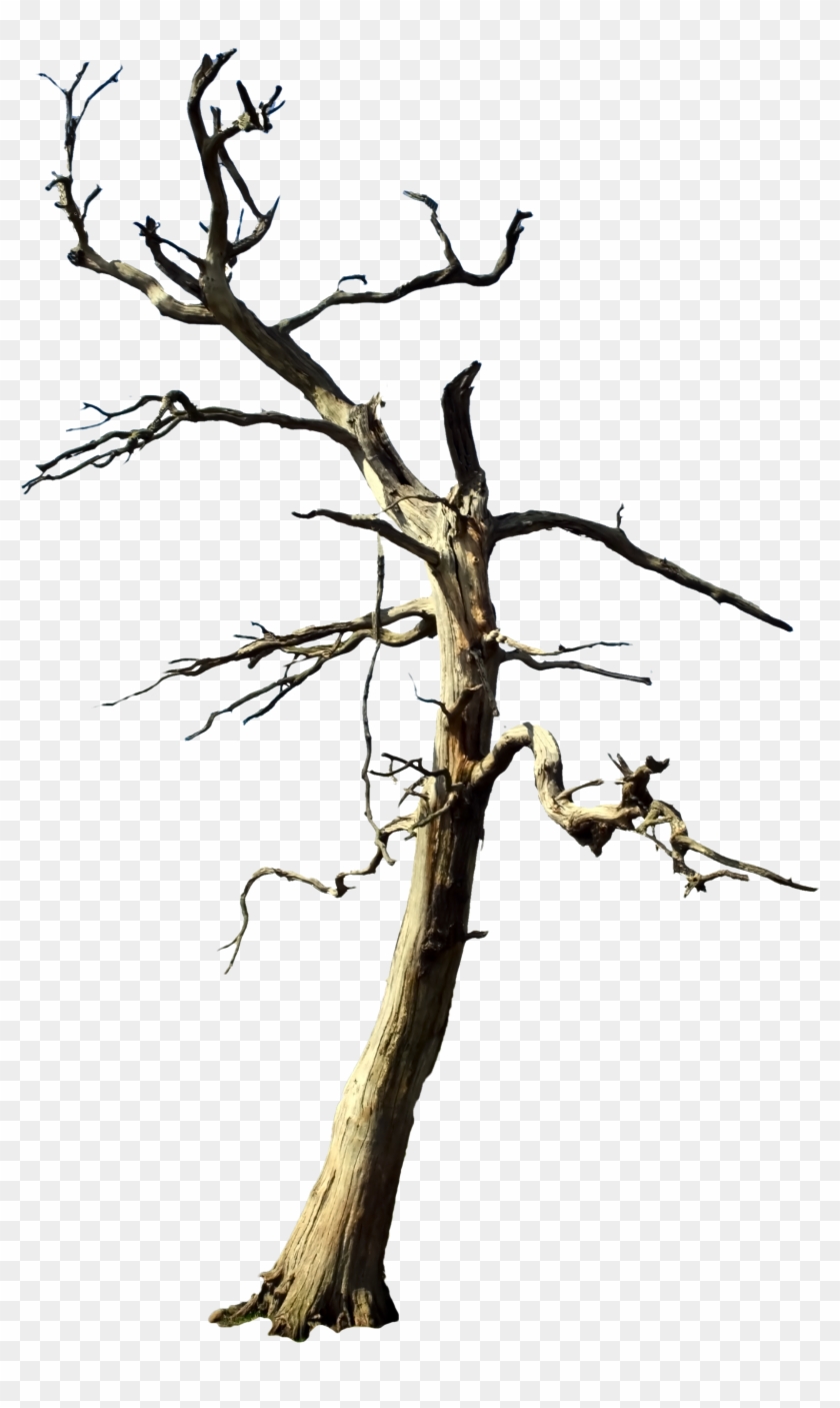 Galaxies - Free Dead Tree Png #418766