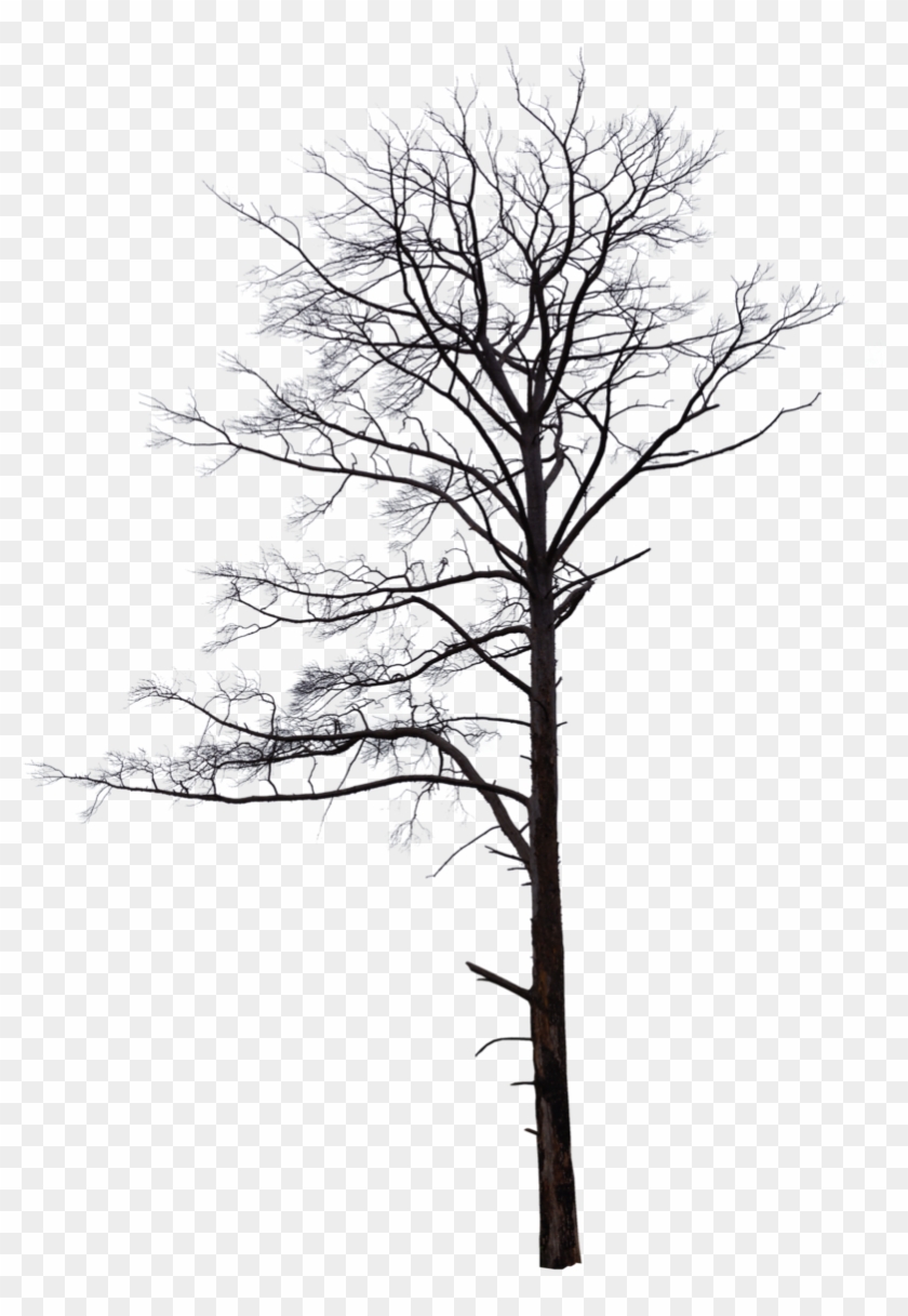 Dead Tree - Pond Pine #418782