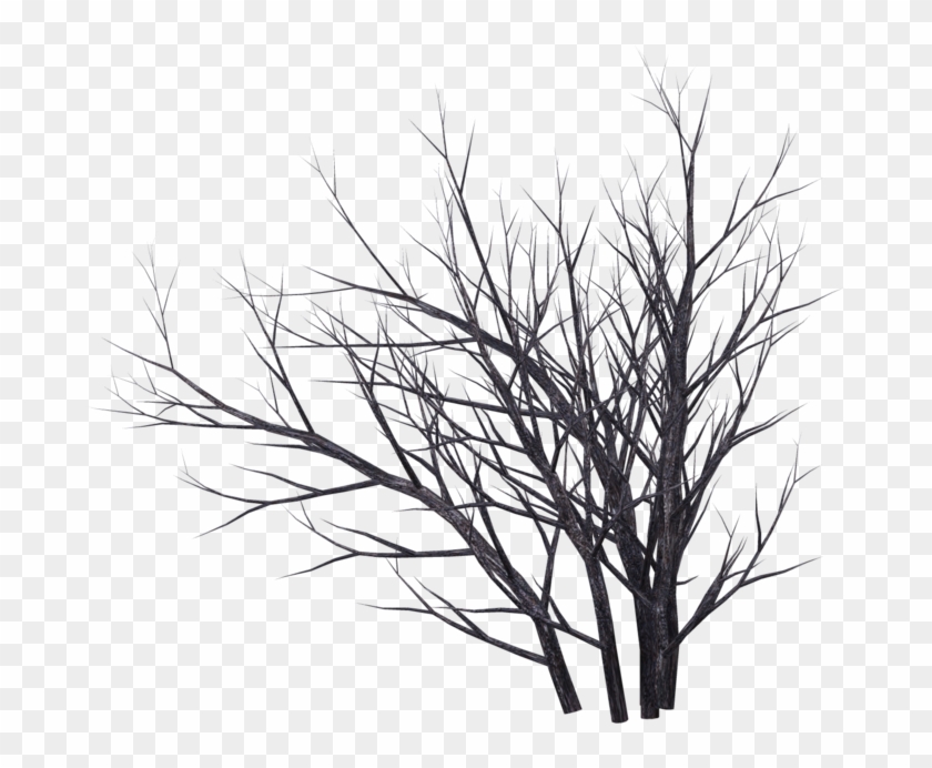 Winter Bush 06 By Wolverine041269 On Deviantart - Bush Drawing Png #418785