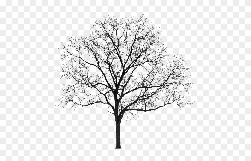 Tubes Arbres / Arbustes / Feuillages - Winter Tree Silhouette Png #418786