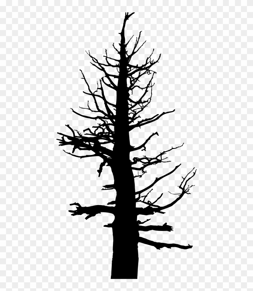 Old Dead Tree Silhouette - Tree #418790